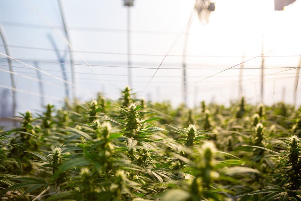 cannabis tops farm